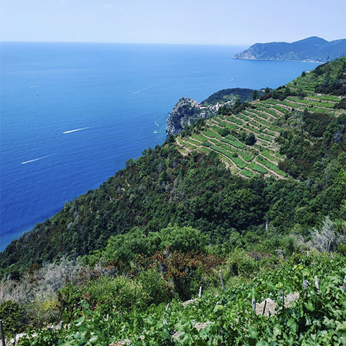 Terrazzamenti Cinque Terre